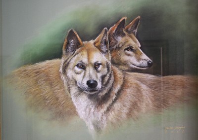 Red Dingoes of Australia